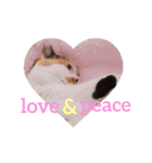 ニャーちゃんのスタンプ（個別スタンプ：19）