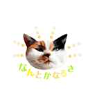 ニャーちゃんのスタンプ（個別スタンプ：21）