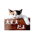 ニャーちゃんのスタンプ（個別スタンプ：23）