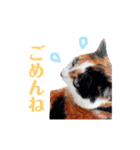 ニャーちゃんのスタンプ（個別スタンプ：24）