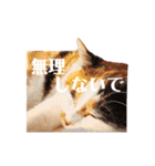 ニャーちゃんのスタンプ（個別スタンプ：25）