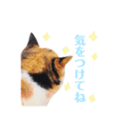 ニャーちゃんのスタンプ（個別スタンプ：26）