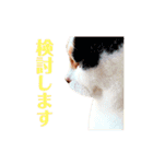 ニャーちゃんのスタンプ（個別スタンプ：28）