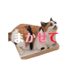ニャーちゃんのスタンプ（個別スタンプ：29）