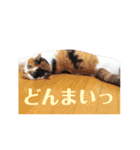 ニャーちゃんのスタンプ（個別スタンプ：30）