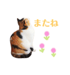 ニャーちゃんのスタンプ（個別スタンプ：38）