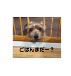 本田家のクーちゃんスタンプ（個別スタンプ：5）