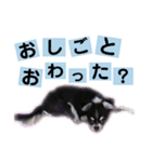 わんわん3姉妹スタンプ（個別スタンプ：2）