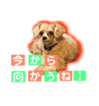 わんわん3姉妹スタンプ（個別スタンプ：6）