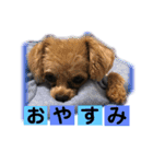 わんわん3姉妹スタンプ（個別スタンプ：7）