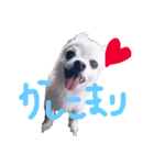 ゼロ❤️チロスタンプ（個別スタンプ：1）