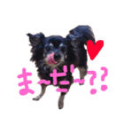 ゼロ❤️チロスタンプ（個別スタンプ：2）