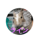 きゃわたん。（個別スタンプ：1）
