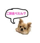 チワワのハクくん（個別スタンプ：1）