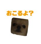 チワワのハクくん（個別スタンプ：7）