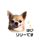 リリーがゆく（個別スタンプ：1）