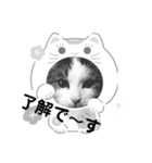 我が家の猫（part4）（個別スタンプ：1）
