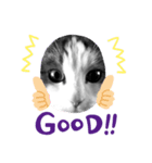 我が家の猫（part4）（個別スタンプ：3）