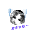 我が家の猫（part4）（個別スタンプ：5）
