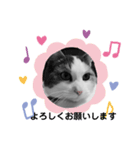 我が家の猫（part4）（個別スタンプ：7）