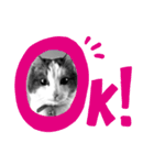 我が家の猫（part4）（個別スタンプ：8）