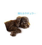 我が家の愛犬ブラウンTプー（個別スタンプ：2）