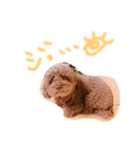 我が家の愛犬ブラウンTプー（個別スタンプ：3）