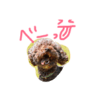 我が家の愛犬ブラウンTプー（個別スタンプ：4）