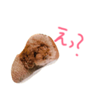我が家の愛犬ブラウンTプー（個別スタンプ：6）