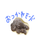 我が家の愛犬ブラウンTプー（個別スタンプ：8）