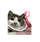 つくねのスタンプ2（個別スタンプ：2）
