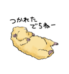 モルモットのもこち（個別スタンプ：11）