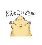 モルモットのもこち（個別スタンプ：19）