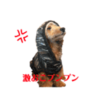 ダップーちゃん その1（個別スタンプ：3）