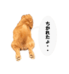 ダップーちゃん その1（個別スタンプ：12）