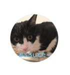 むぎとらこまるんのスタンプ（個別スタンプ：15）