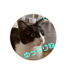 むぎとらこまるんのスタンプ（個別スタンプ：16）