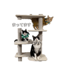 むぎとらこまるんのスタンプ（個別スタンプ：24）