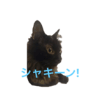 リノさん（個別スタンプ：5）