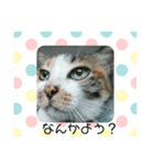 愛しのウリ（個別スタンプ：2）