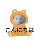 にゃんにゃん家の猫（個別スタンプ：2）