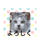 にゃんにゃん家の猫（個別スタンプ：4）