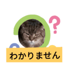 にゃんにゃん家の猫（個別スタンプ：7）