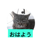 にゃんにゃん家の猫（個別スタンプ：8）