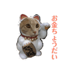 もなかの中身は白あん（個別スタンプ：4）