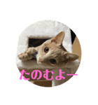 もなかの中身は白あん（個別スタンプ：11）
