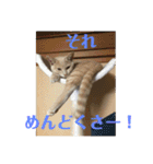 もなかの中身は白あん（個別スタンプ：14）