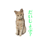 もなかの中身は白あん（個別スタンプ：20）