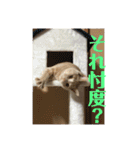 もなかの中身は白あん（個別スタンプ：27）