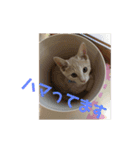 もなかの中身は白あん（個別スタンプ：33）